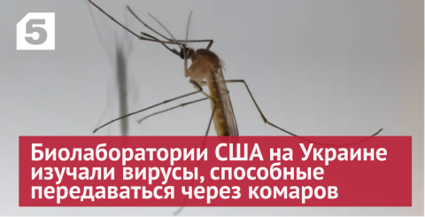 МО заявило о причастности США к распространению опасных вирусов через комаров