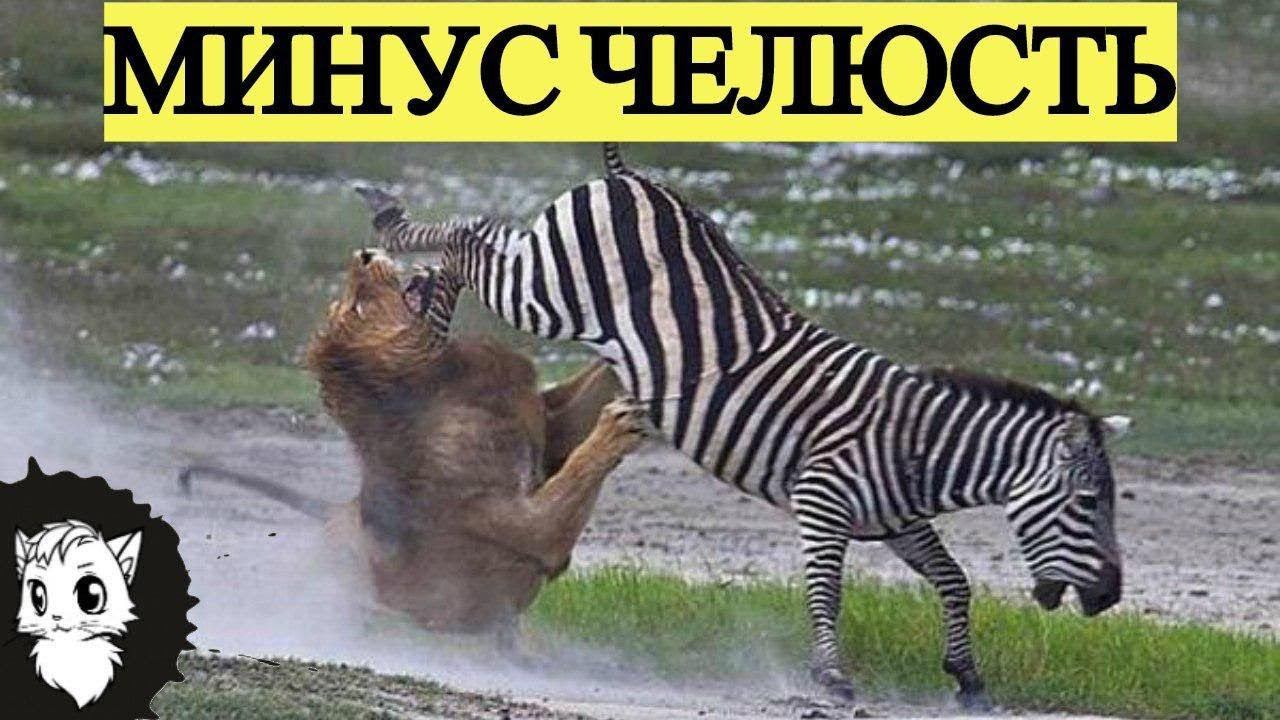 ЖИВОТНЫЕ КОТОРЫЕ ДАЛИ ОТПОР ХИЩНИКУ [Белый кот] смотреть онлайн