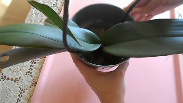 ПЕРЕСАДКА ОРХИДЕИ с ГНИЛЫМИ КОРНЯМИ (Каменная роза) смотреть онлайн