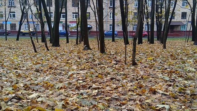 Белка в парке