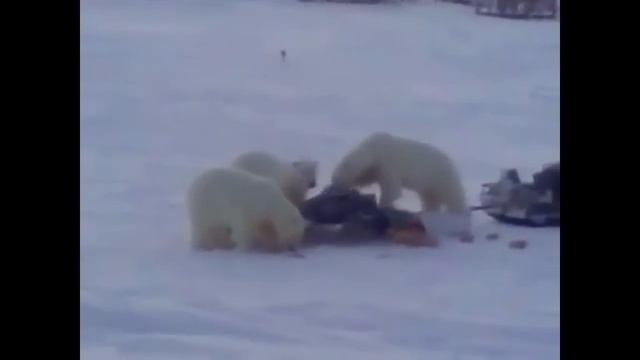 Жизнь сурова на севере смотреть онлайн