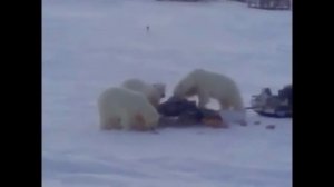 Жизнь сурова на севере