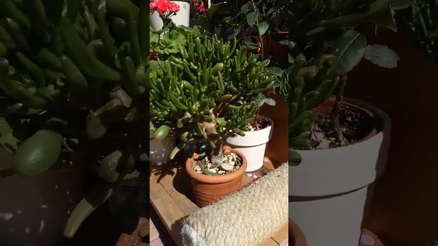 Денежное дерево - крассула овата хоббит / crassula hobbit