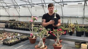 Возвращение Адениумов. Немного о формировании кроны и каудекса Адениума.