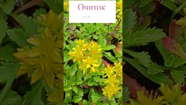 Очиток обыкновенный (Sedum)??