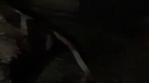 Отел коровы. Часть 2. Процесс родов