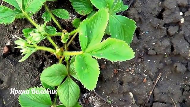 Клубника весной. Зола и нашатырный спирт- супер удобрения.