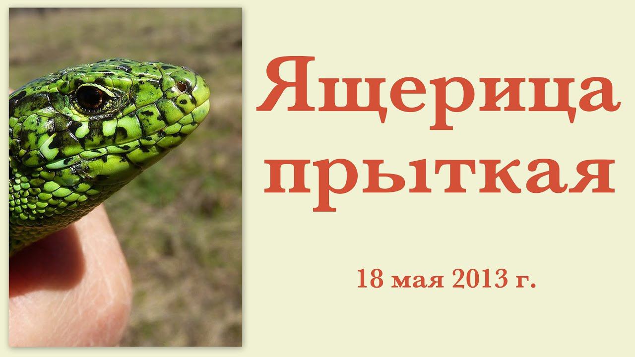 Ящерица прыткая