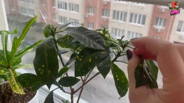 БОЛЕЗНИ КРОТОНОВ: о сосудистом увядании смотреть онлайн