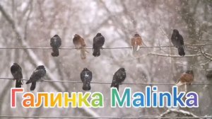 Колесниковы /7-Я/Заставили ребёнка это делать /Обзор Влогов /Семья Колесниковых /