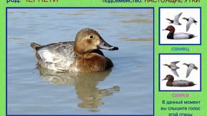 Нырок. Нырковая утка. Голоса птиц