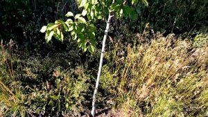 Абрикос Мелитопольский ( Чёрный принц)