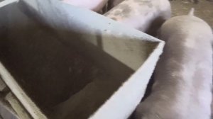 Продажа Поросят, с чего начинать бизнес на свиньях