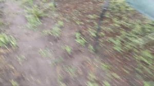 промежуточный результат черенкования дерена, спиреи вангутта. прошел месяц