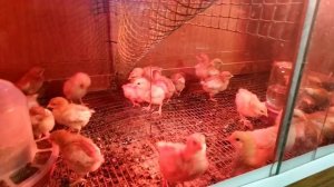 Самодельный брудер в работе