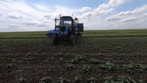 Вносим Гранстар и 0,5  Евролайтинг на подсолнух