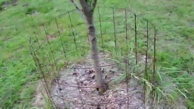 Triple Crown Blackberries Are Going In смотреть онлайн