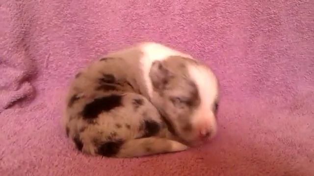 Стелс - сон (1,5 недели) смотреть онлайн