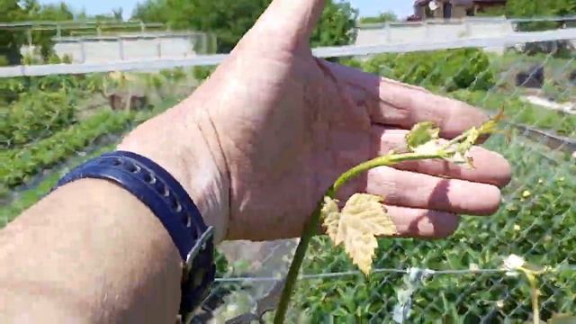 Не загнута коронка винограда. Особенность сорта? 29 мая 2023 г. Белгород смотреть онлайн