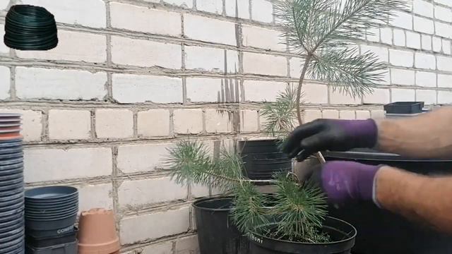 Bonsai Бонсай из молодых сеянцев I Первичное формирование растения из молодого материала важный эта