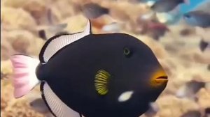 На ваших экранах показана интересная рыба, которая официально является символом Мальдивских остро...