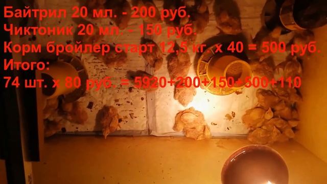 Выращивание бройлеров.Бройлеры С первого дня и до забоя. 1-4 неделя