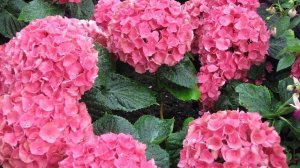 Гортензия крупнолистная Мася (Masja).