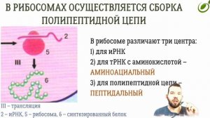 Л.23 | БИОСИНТЕЗ БЕЛКА | ОБЩАЯ БИОЛОГИЯ ЕГЭ