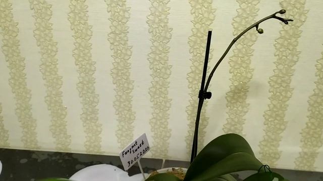 Обзор орхидеек1,7 и 2,5 смотреть онлайн