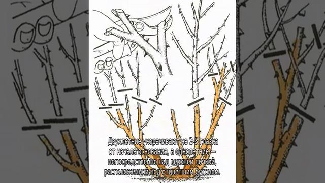Как обрезать розы после цветения летом, чтобы они снова зацвели смотреть онлайн