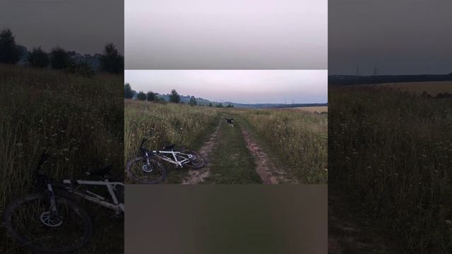 Баламутские замуты))) Хаски поведение на природе