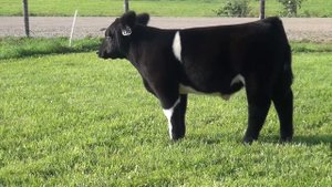 Drew Miller Cattle Here I Am