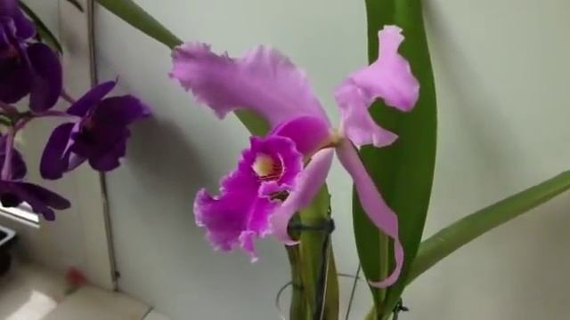 Orchids. Орхидея Cattleya warscewiczii sanderiana ORQUIDEAS DEL VALLE Колумбия смотреть онлайн
