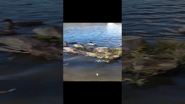 Толпа Уток. смотреть онлайн