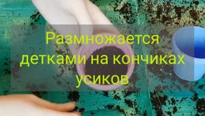 Saxifraga|Саксіфрага|Каменеломка с розовой вариегатностью?|Обзор|Уход