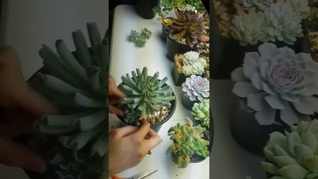 How to//Propagating cuttings//✂Topsy Turvy Echeveria succulents