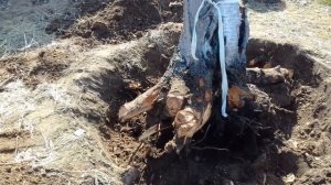 Корчевание с помощью лебедки