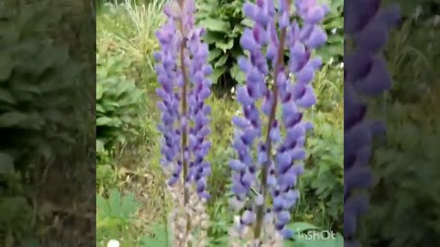 Дачный уголок природы 1 смотреть онлайн