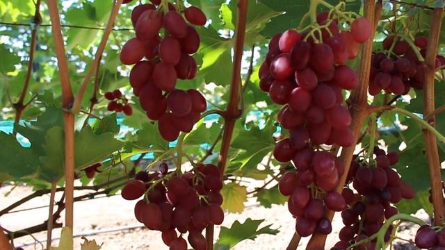 К-ш Брат Вавилона. Селекция М.А. Гречко. смотреть онлайн