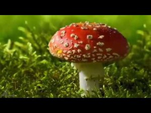 Станислав Лемешкин. Весенний вальс (альбом "Shape of my Heart", 2013)