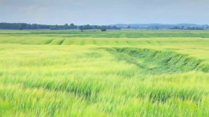 Copenhagen Grass Field