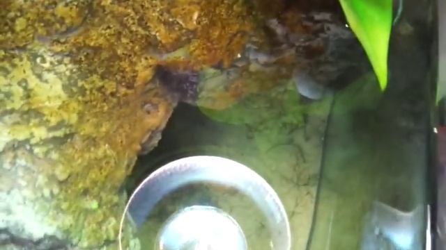 #12: Unboxing 4x 2011 Concentric Diamondback Terrapins смотреть онлайн