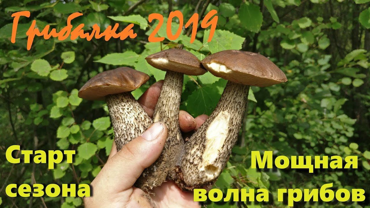 Грибалка. Мощная волна грибов. Открытие сезона. Тихая охота. Архив 2019. смотреть онлайн