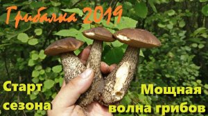 Грибалка. Мощная волна грибов. Открытие сезона. Тихая охота. Архив 2019.