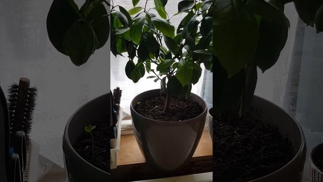 Как вырастить из косточки цитрус. смотреть онлайн