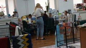 Маленькие Собачки Ждут  Дом. Приют" ДОМИК МЕЛКАШЕЙ"