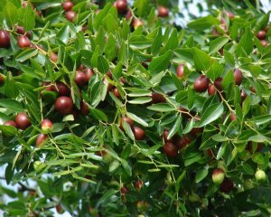 ЗИЗИФУС полезные свойства