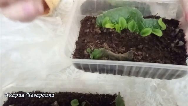 Как размножить стрептокарпус