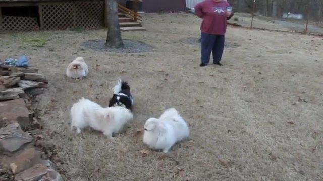 Pekes Just Want To Have Fun.avi смотреть онлайн