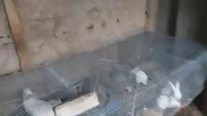 Стоматит у Кроликов